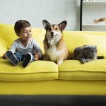 pet-food-1